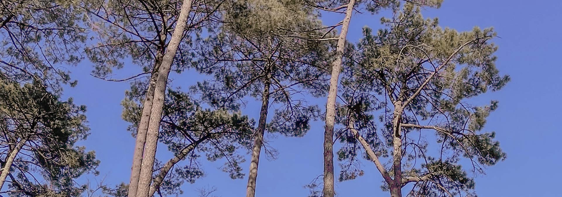 Rental of a caravan tent pitch in the Landes